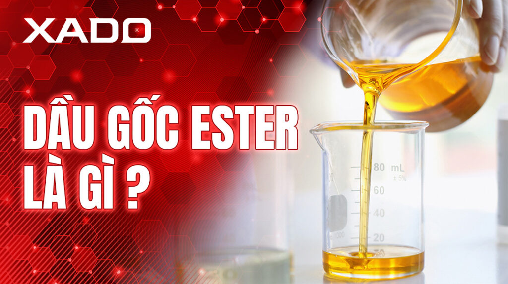 dau goc ester